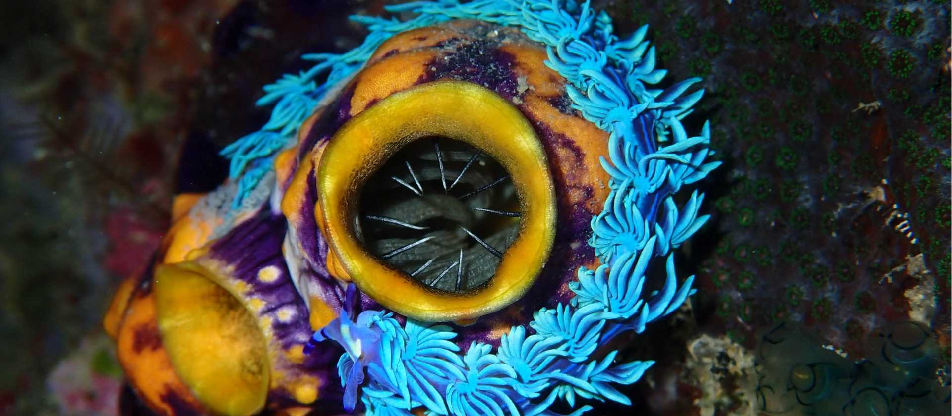 The incredible colours and corals of Indonesia