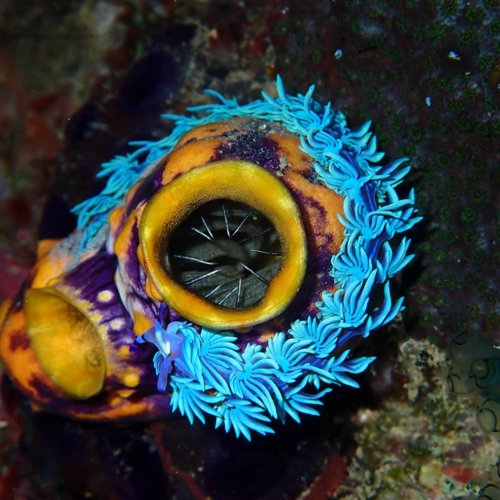 The incredible colours and corals of Indonesia