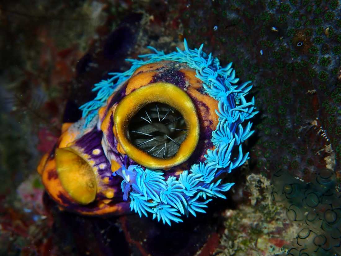 The incredible colours and corals of Indonesia