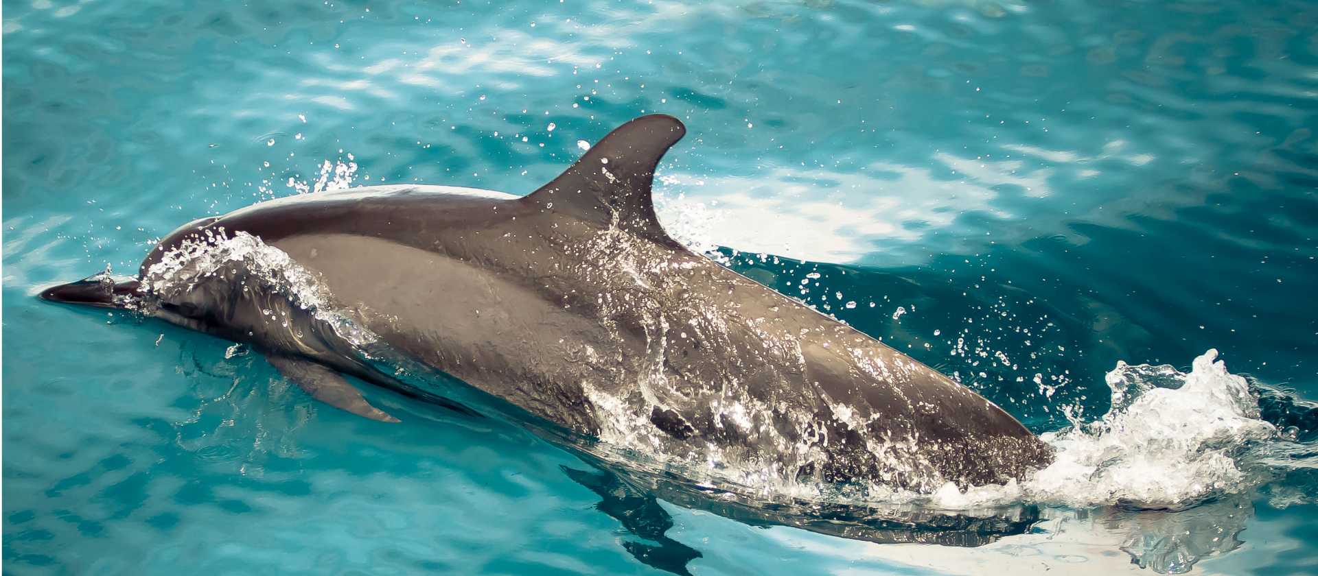 Crystal clear waters of Raja Ampat