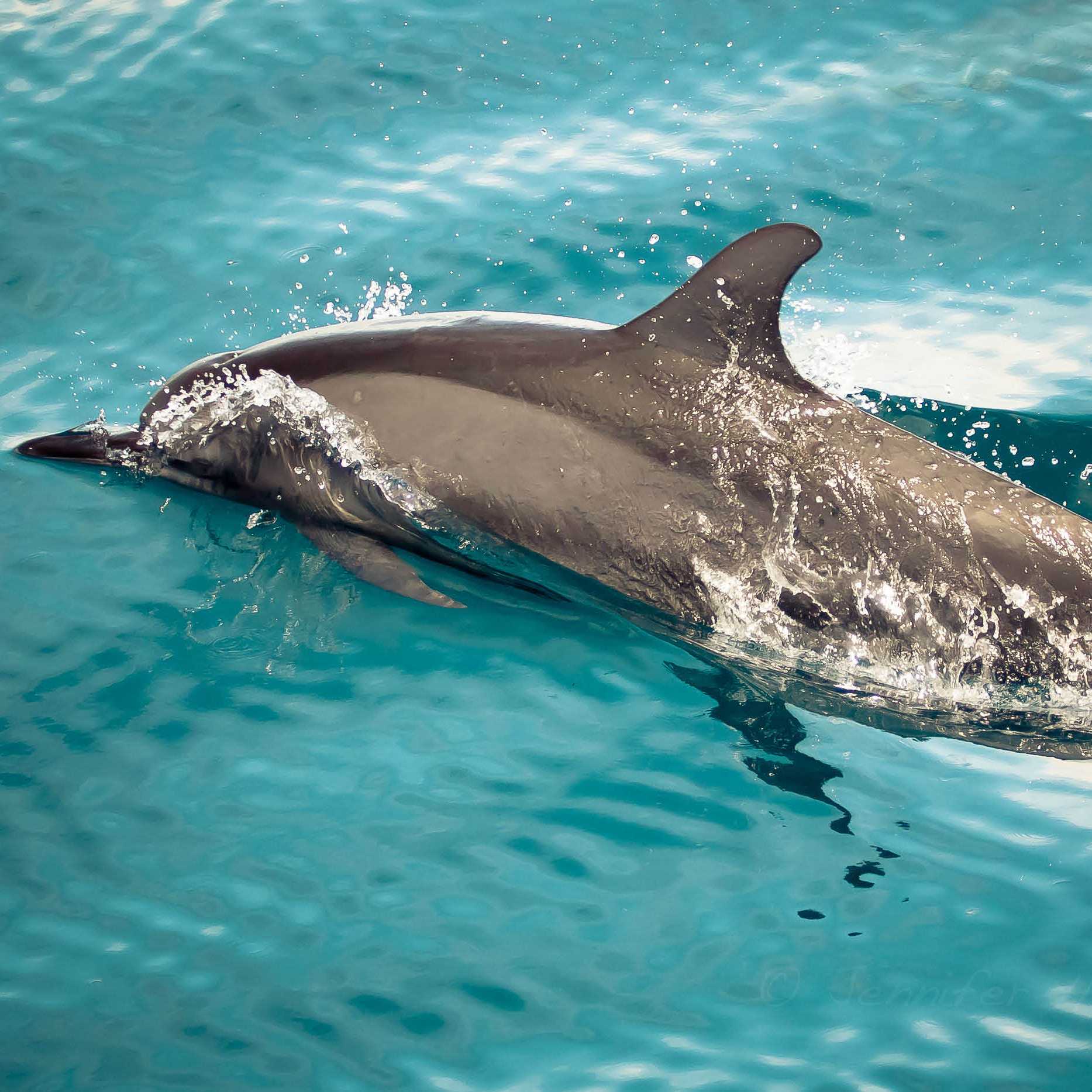 Crystal clear waters of Raja Ampat