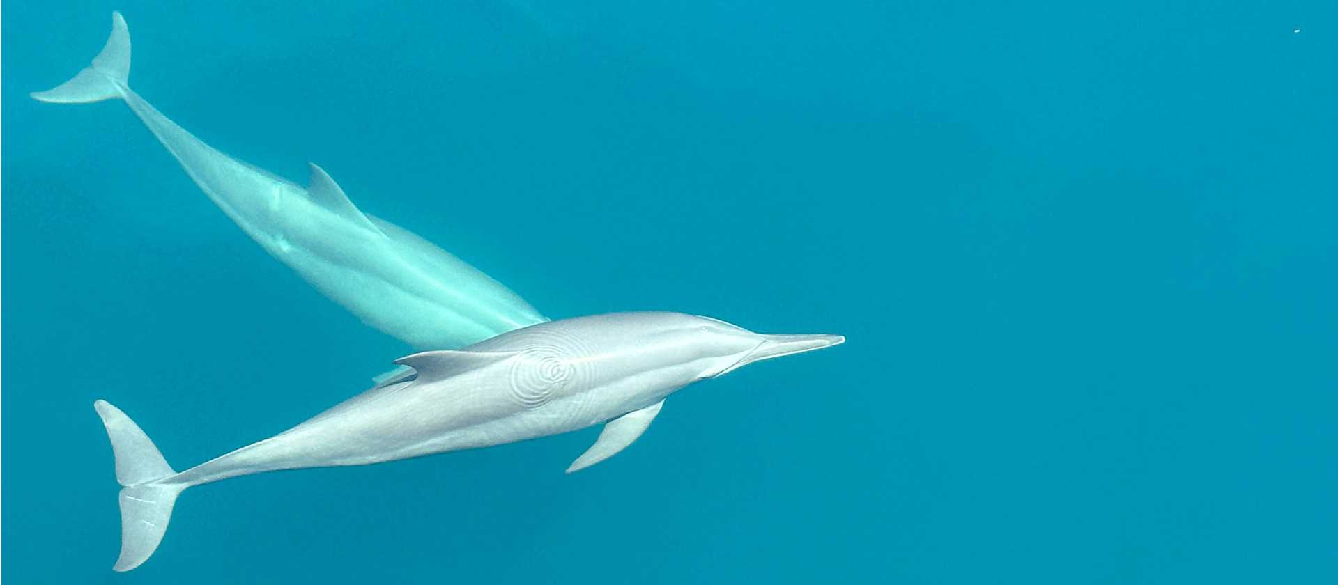 Dolphins riding the bow of the boat | Rachel Imber