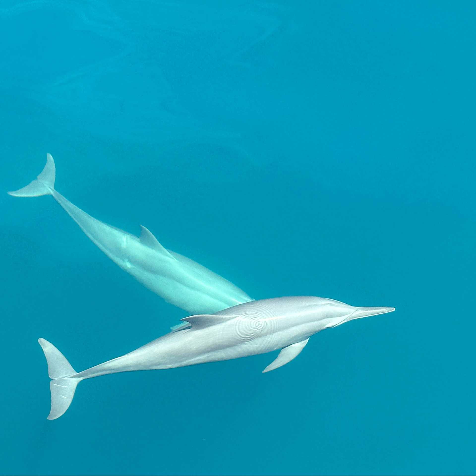 Dolphins riding the bow of the boat | Rachel Imber