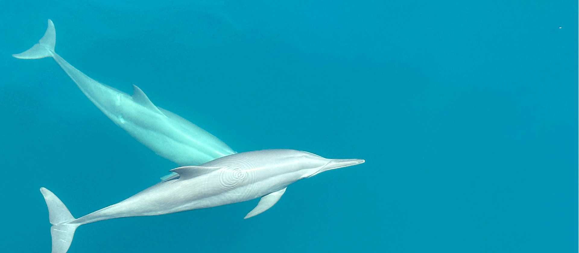 Dolphins riding the bow of the boat | Rachel Imber