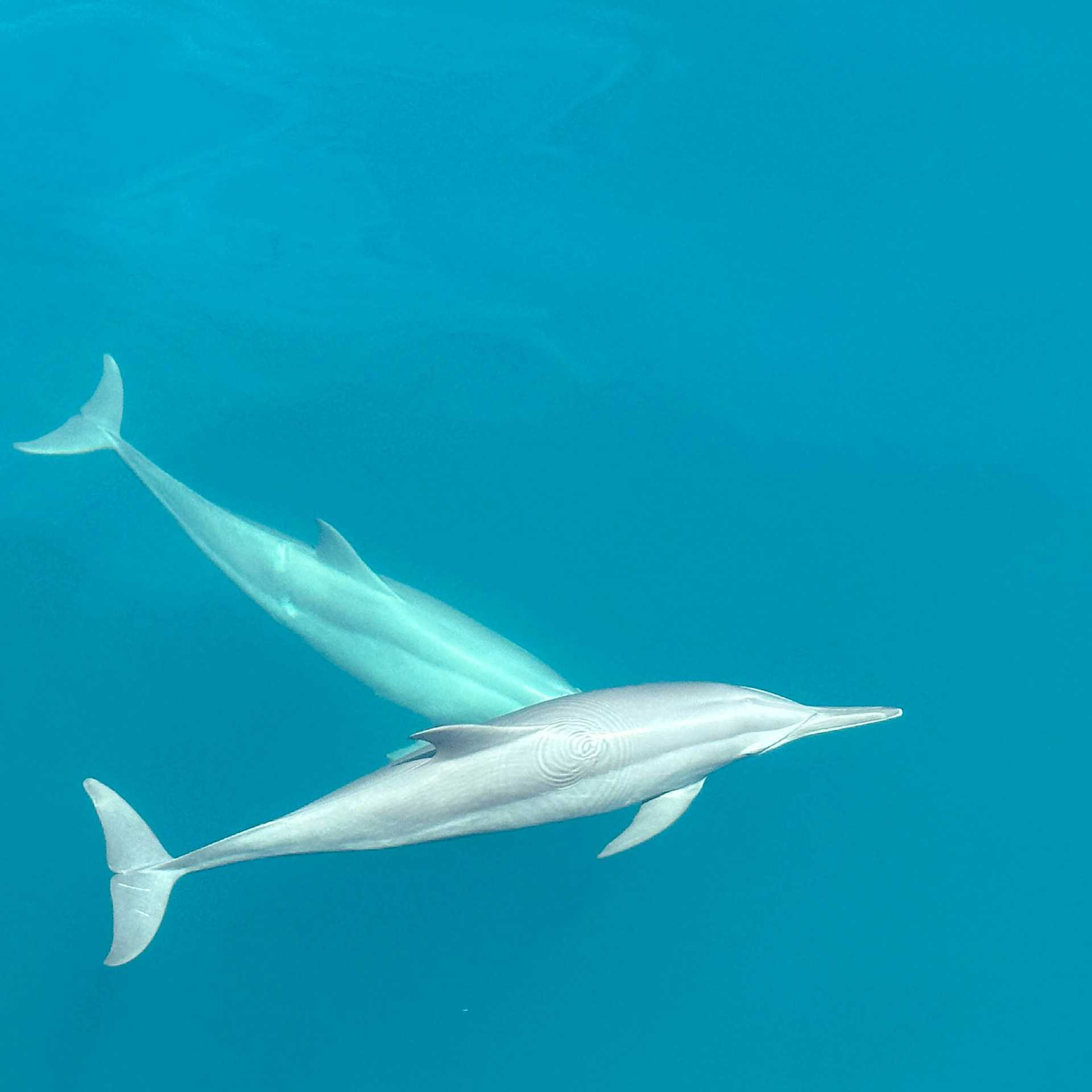 Dolphins riding the bow of the boat | Rachel Imber