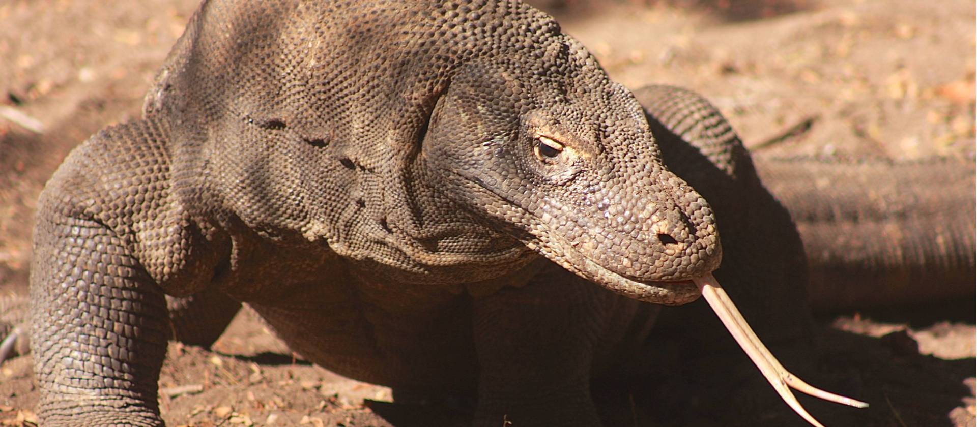 The world's largest lizard, the Komodo Dragon