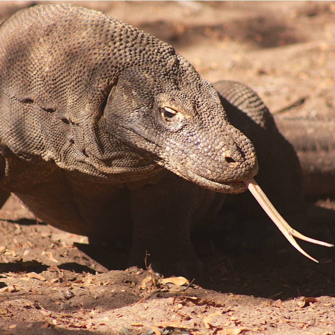 The world's largest lizard, the Komodo Dragon