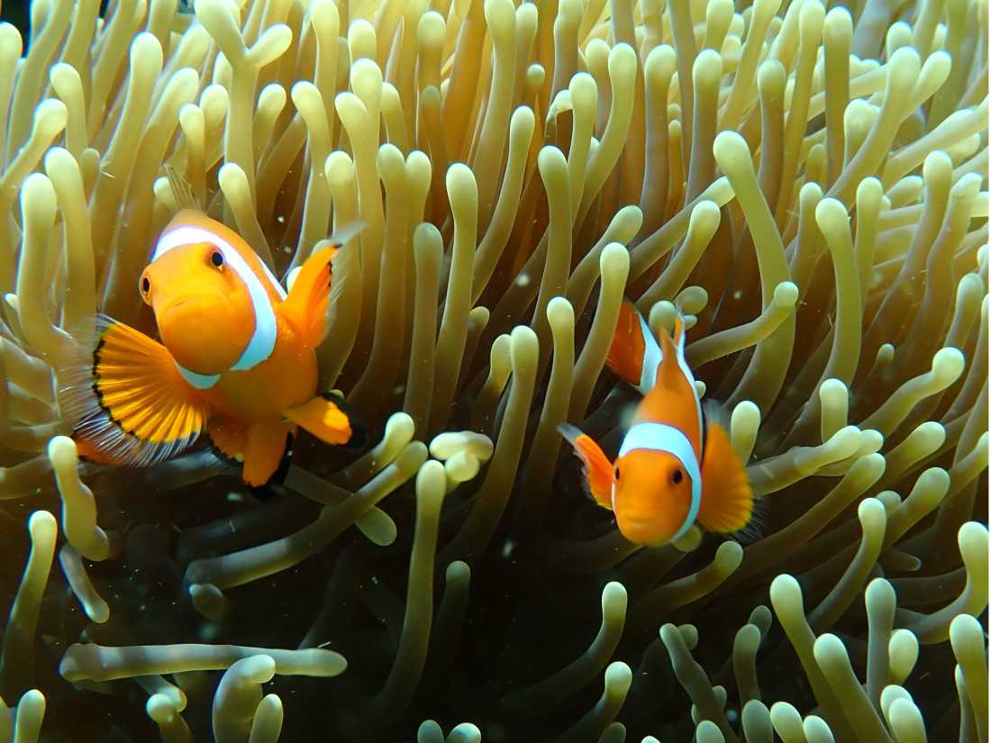 False Percula Clownfish