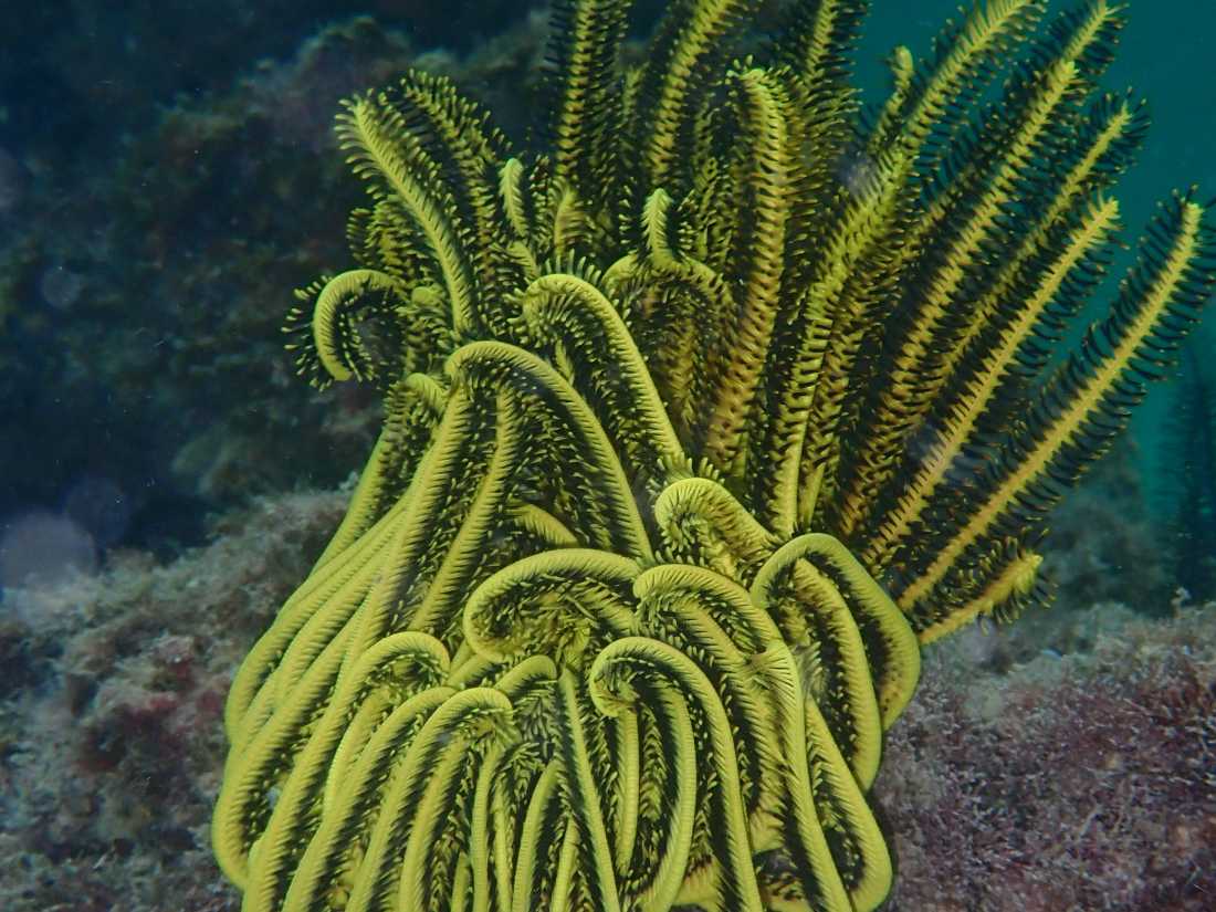 The electric colours of a feather star