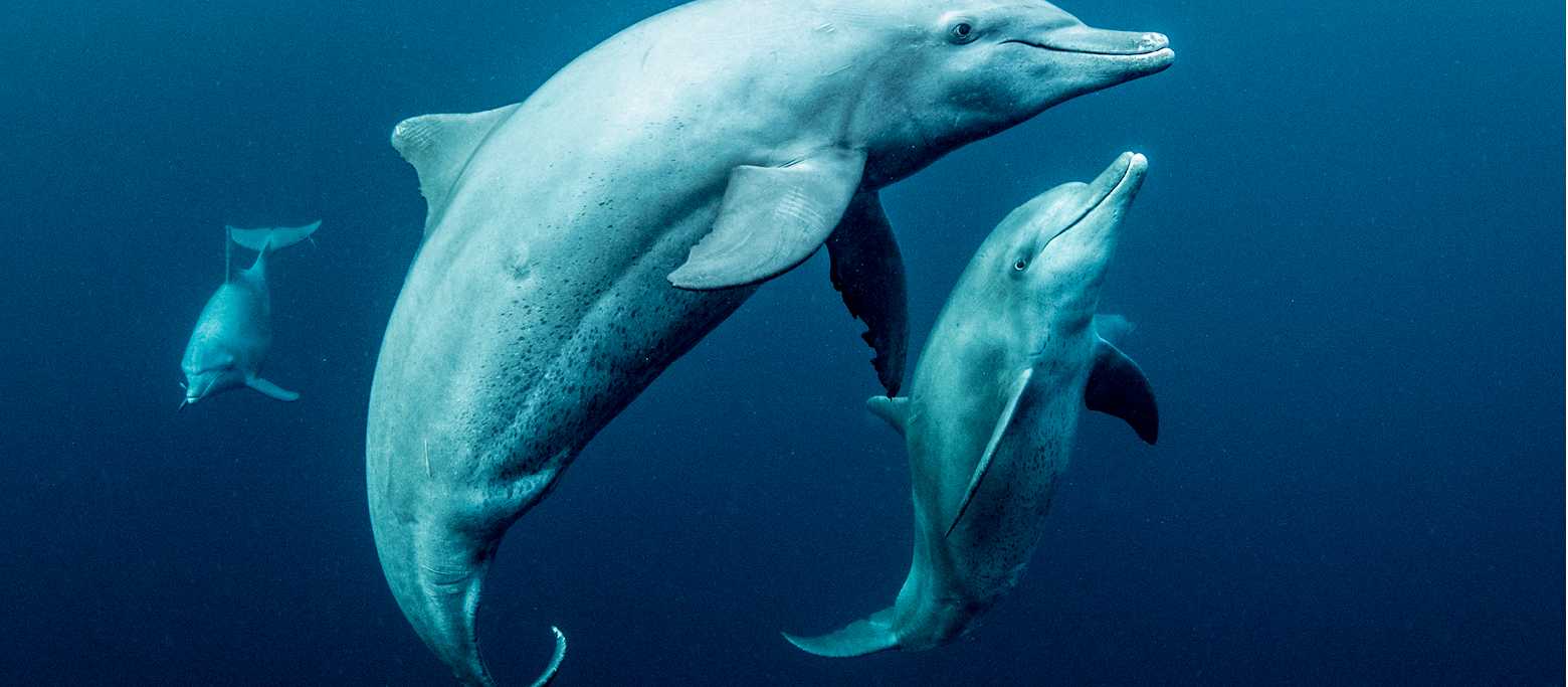 Swimming with dolphins | George Karbus Photography