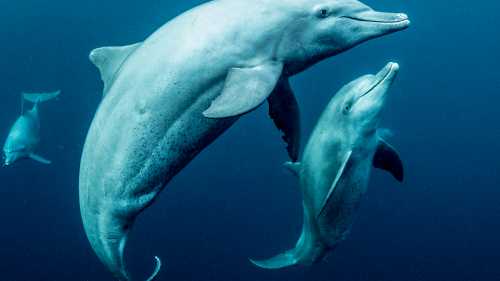 Swimming with dolphins | George Karbus Photography