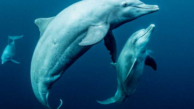 Swimming with dolphins | George Karbus Photography