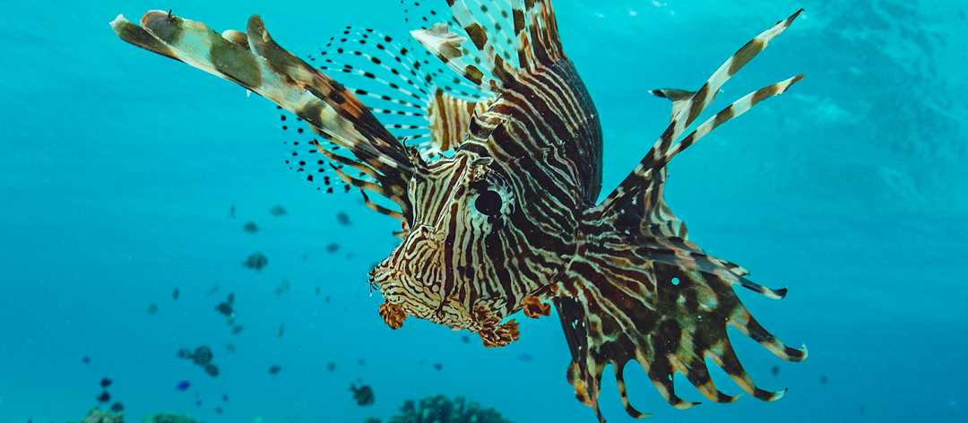 A lionfish glides by | George Karbus Photography