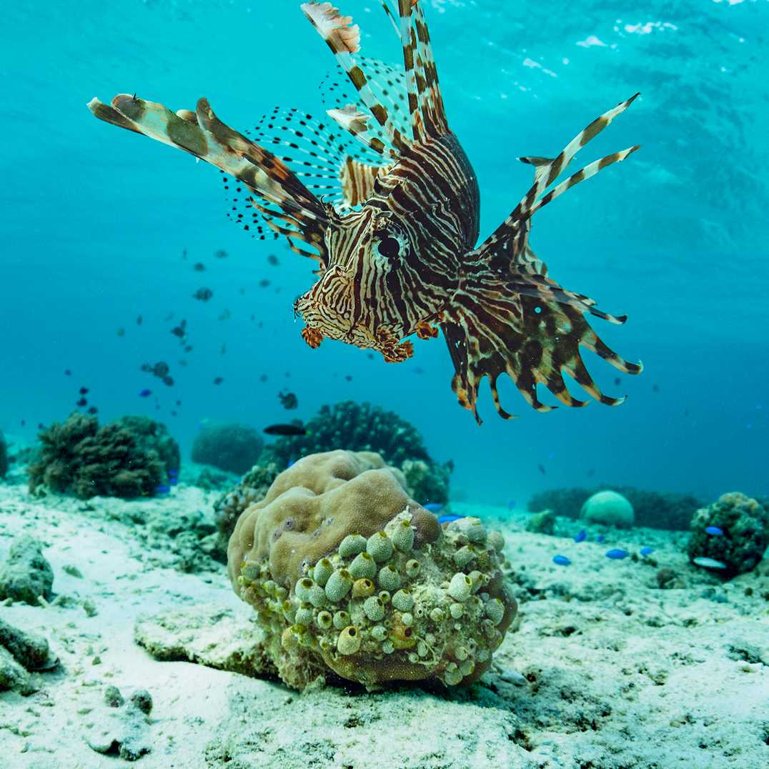 A lionfish glides by | George Karbus Photography