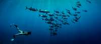 Snorkelling in Raja Ampat | George Karbus Photography