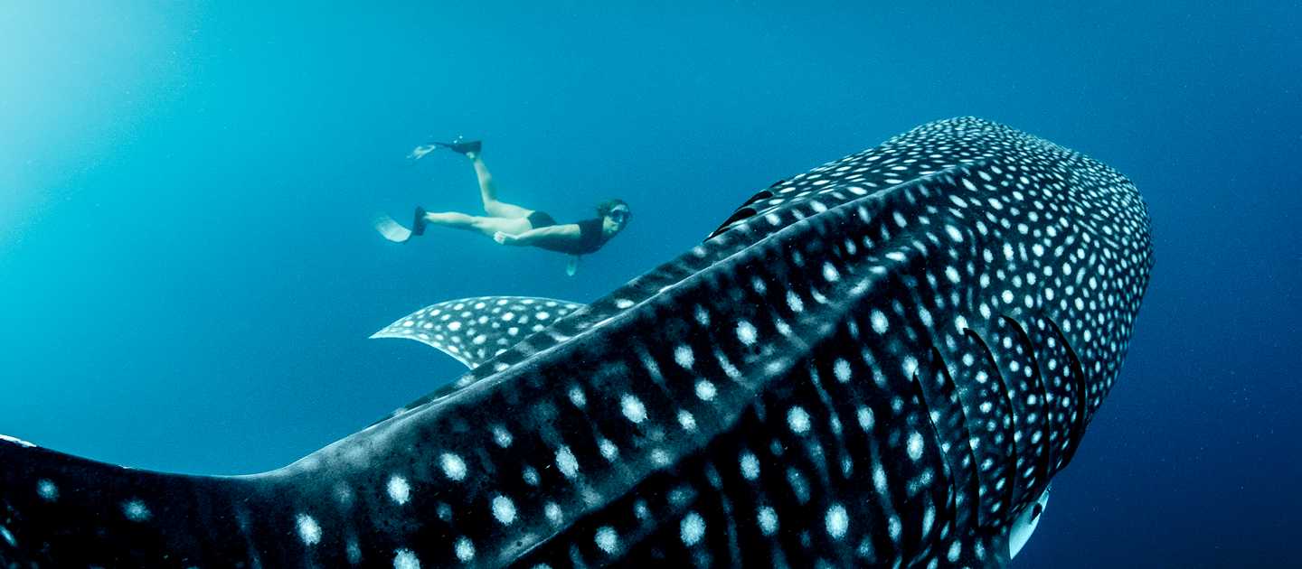 An unforgettable life experience, swimming with Whale Sharks in Indonesia | George Karbus Photography