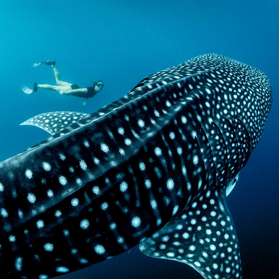 An unforgettable life experience, swimming with Whale Sharks in Indonesia | George Karbus Photography
