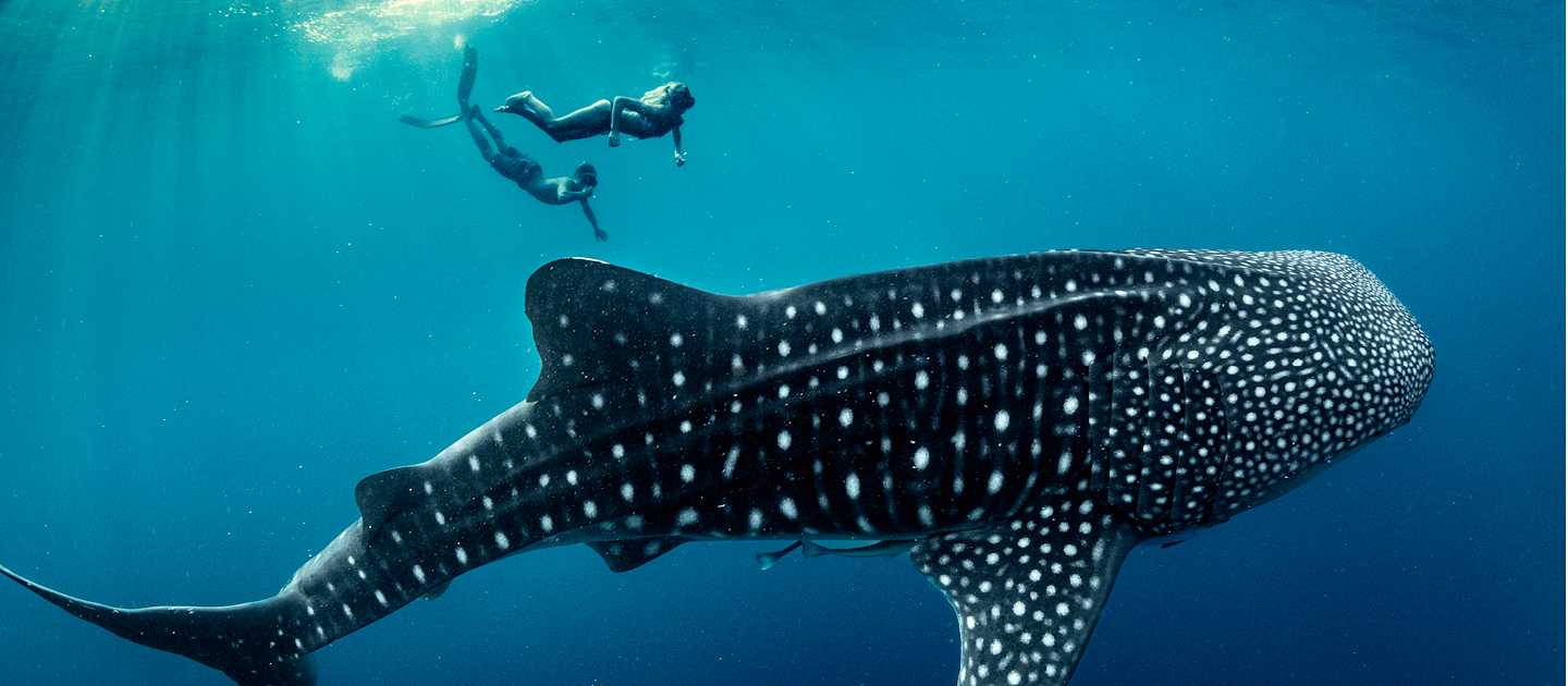An unforgettable life experience, swimming with Whale Sharks in Indonesia | George Karbus Photography