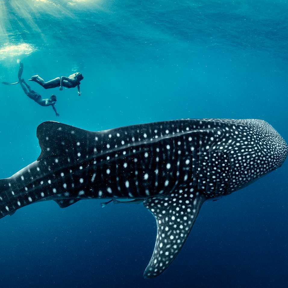 An unforgettable life experience, swimming with Whale Sharks in Indonesia | George Karbus Photography