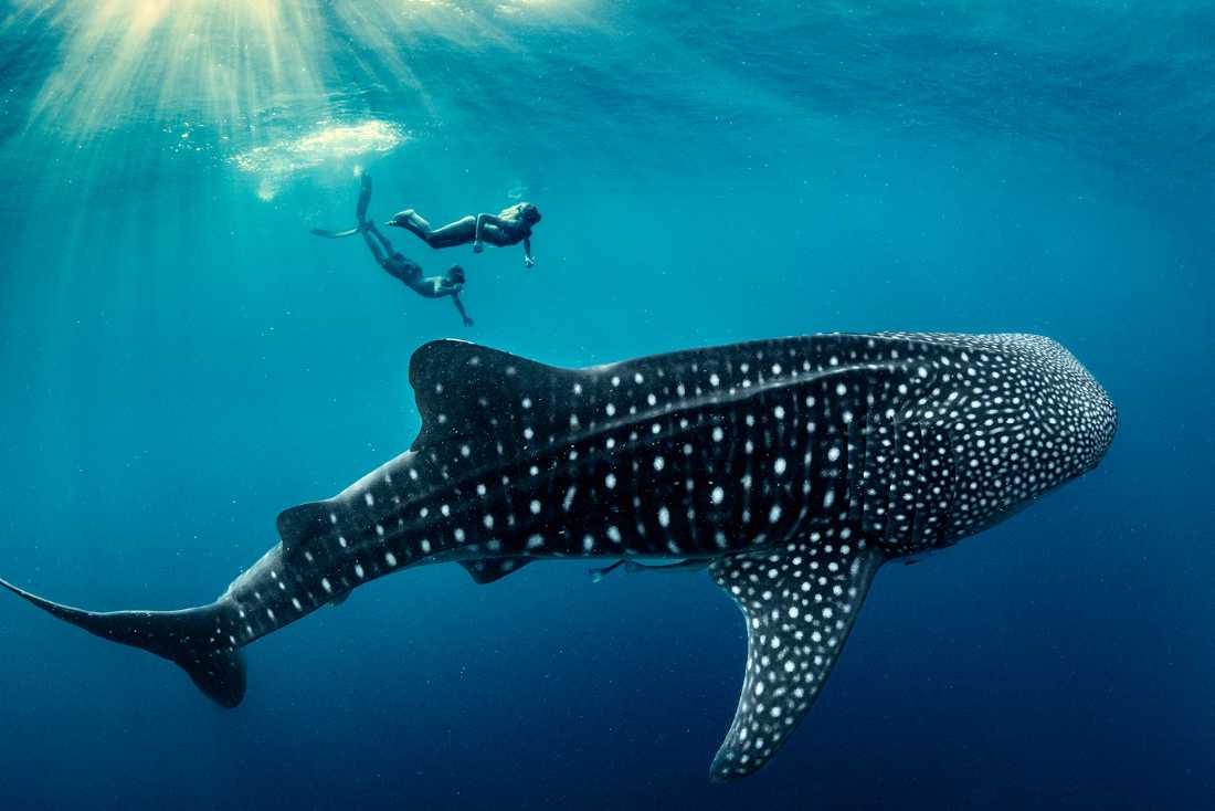 An unforgettable life experience, swimming with Whale Sharks in Indonesia | George Karbus Photography