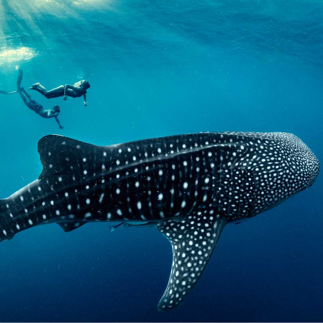 An unforgettable life experience, swimming with Whale Sharks in Indonesia | George Karbus Photography