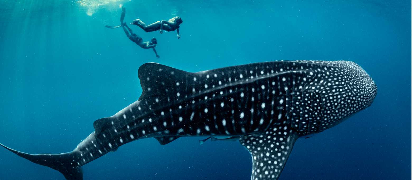 An unforgettable life experience, swimming with Whale Sharks in Indonesia | George Karbus Photography