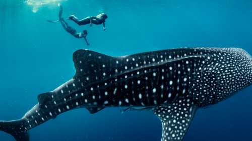 An unforgettable life experience, swimming with Whale Sharks in Indonesia | George Karbus Photography