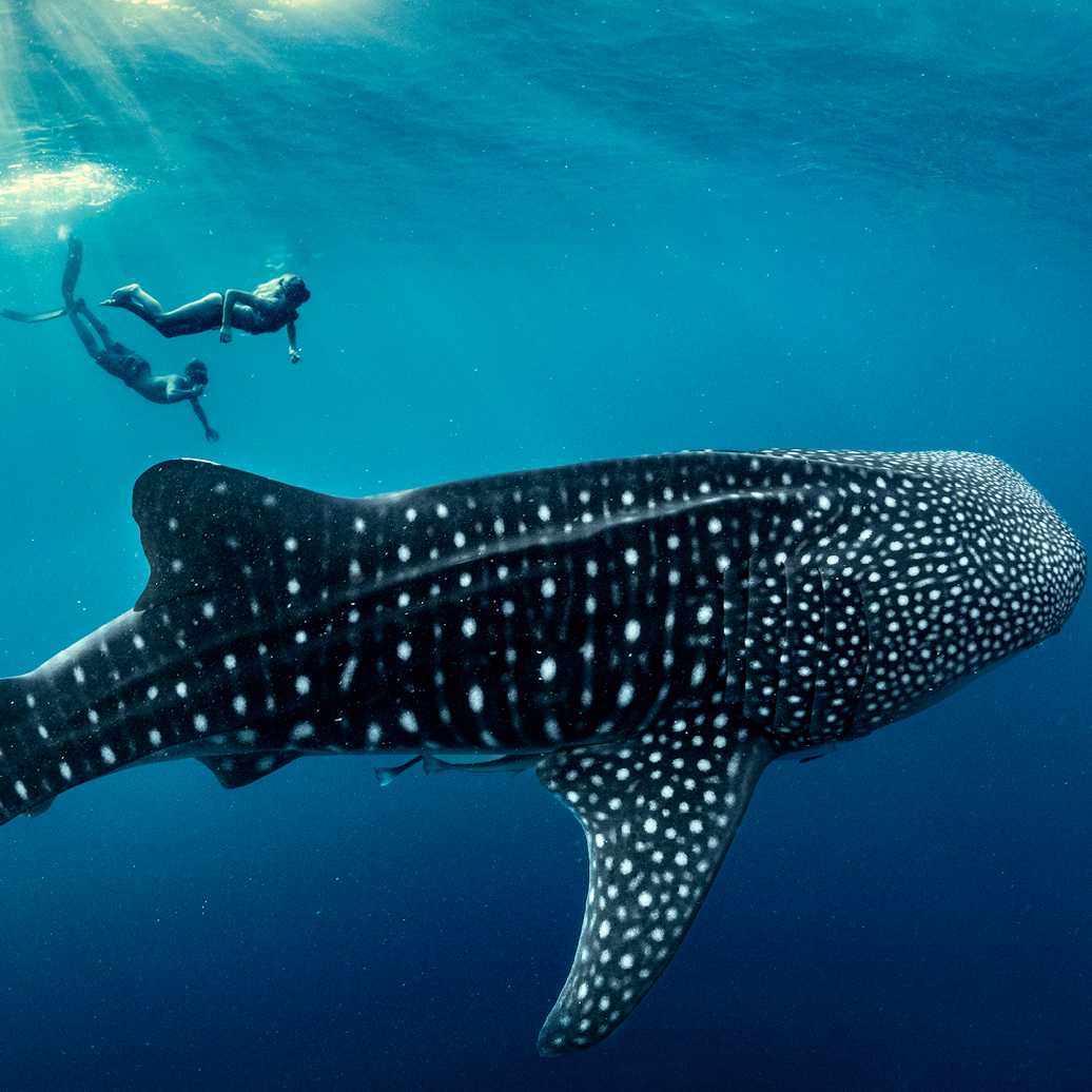 An unforgettable life experience, swimming with Whale Sharks in Indonesia | George Karbus Photography