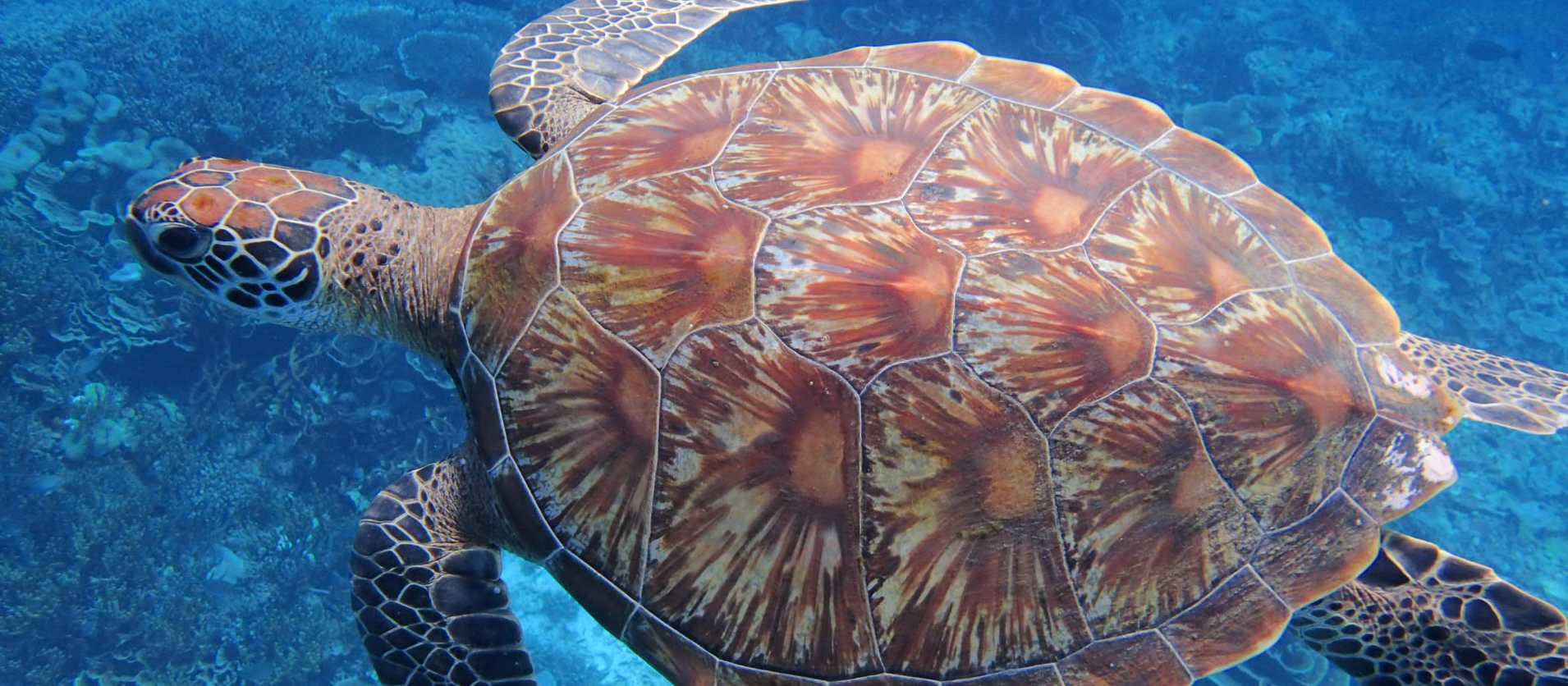 Hawksbill Sea Turtle, Raja Ampat