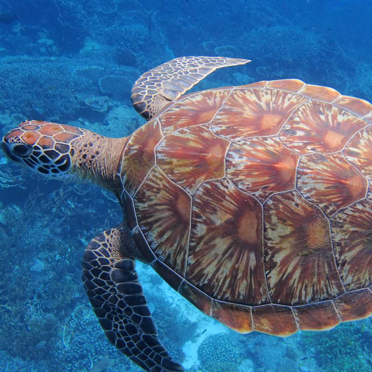 Hawksbill Sea Turtle, Raja Ampat