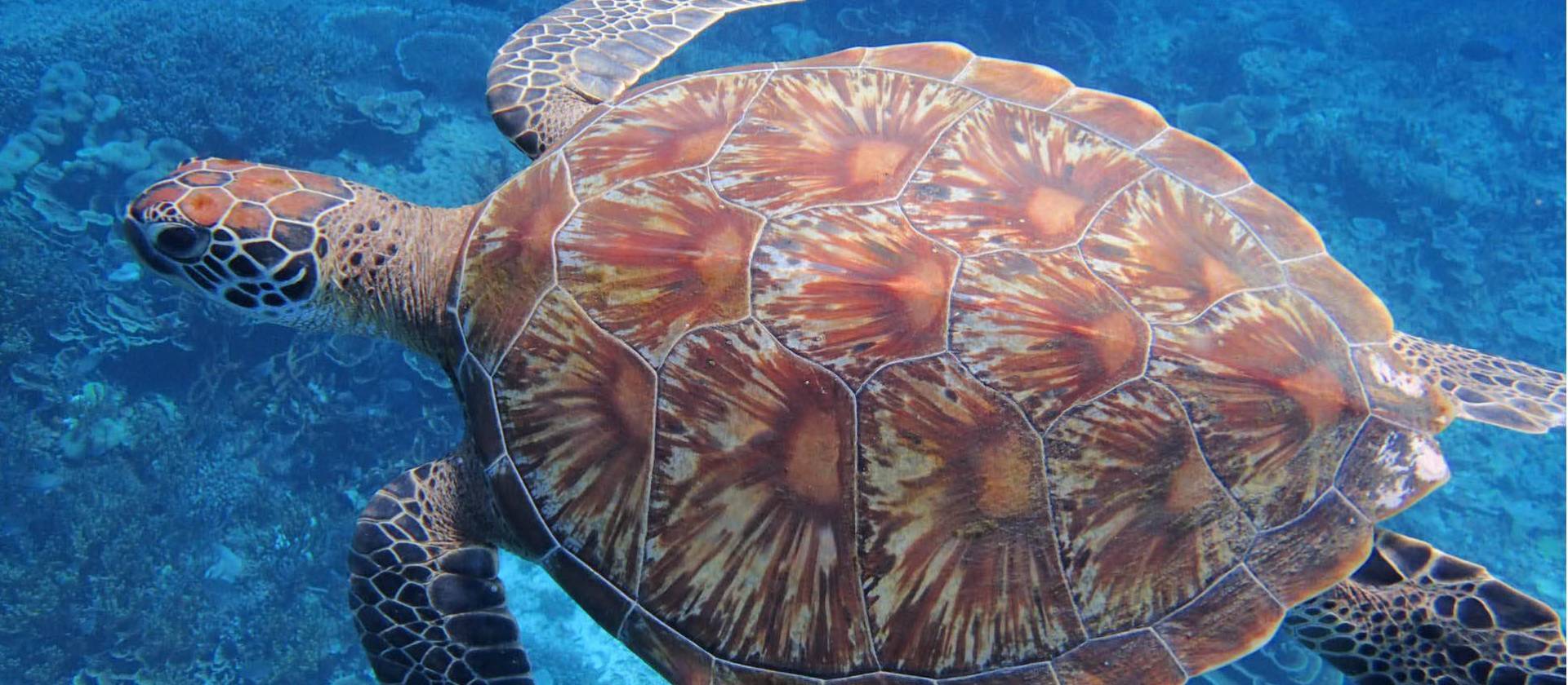 Hawksbill Sea Turtle, Raja Ampat