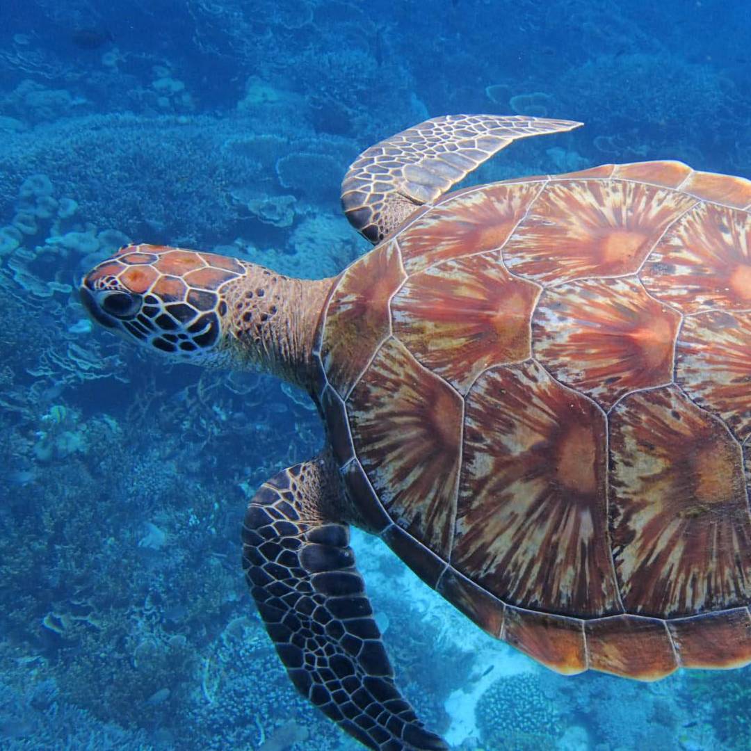 Hawksbill Sea Turtle, Raja Ampat