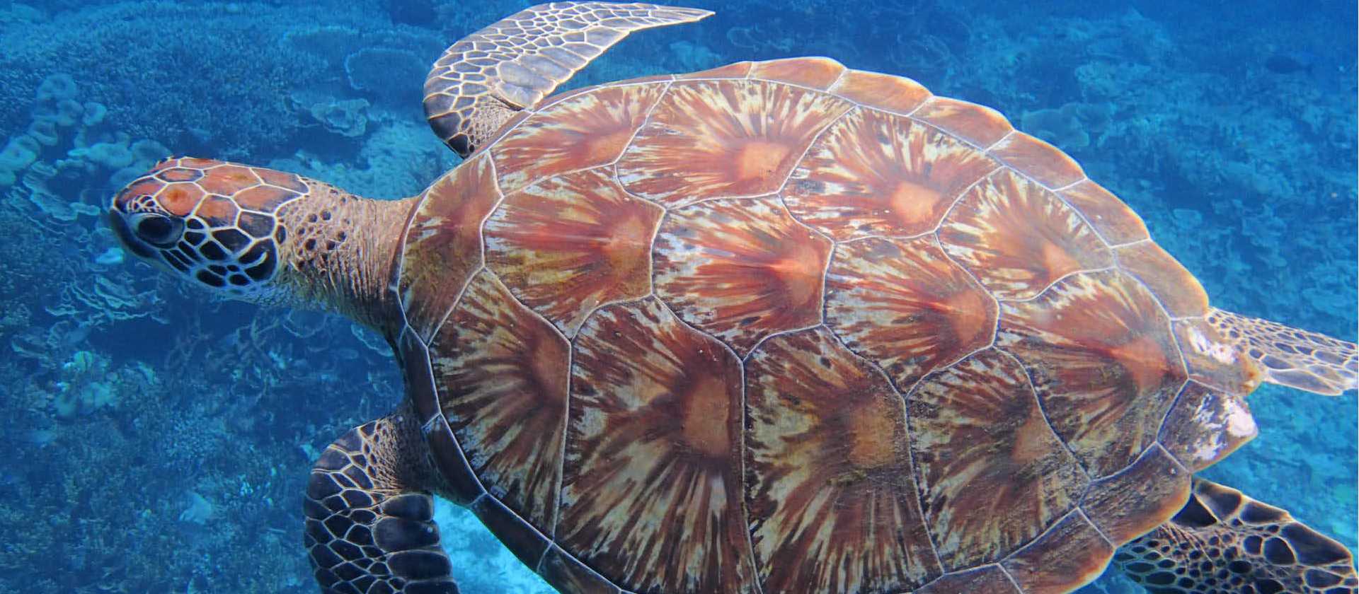 Hawksbill Sea Turtle, Raja Ampat