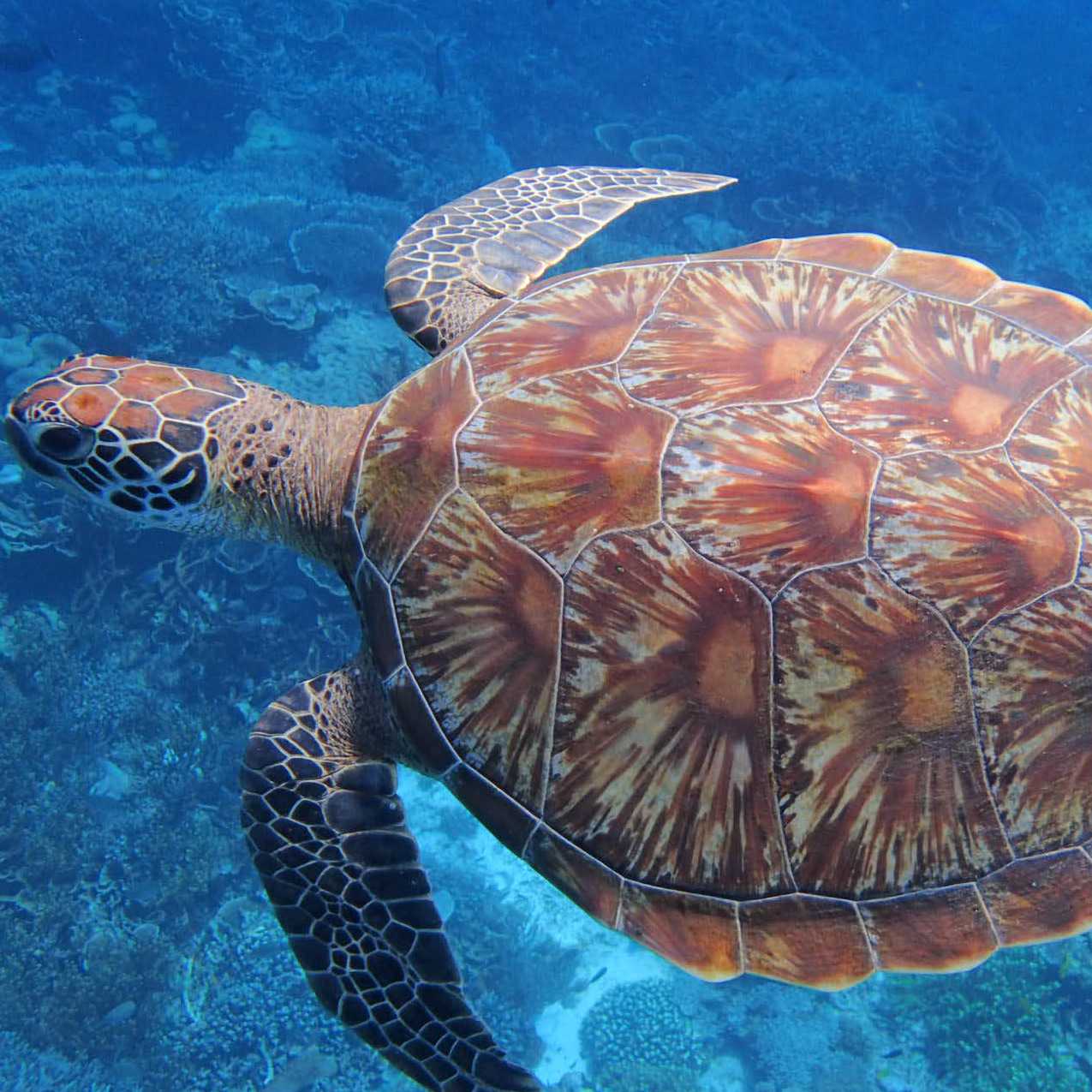 Hawksbill Sea Turtle, Raja Ampat