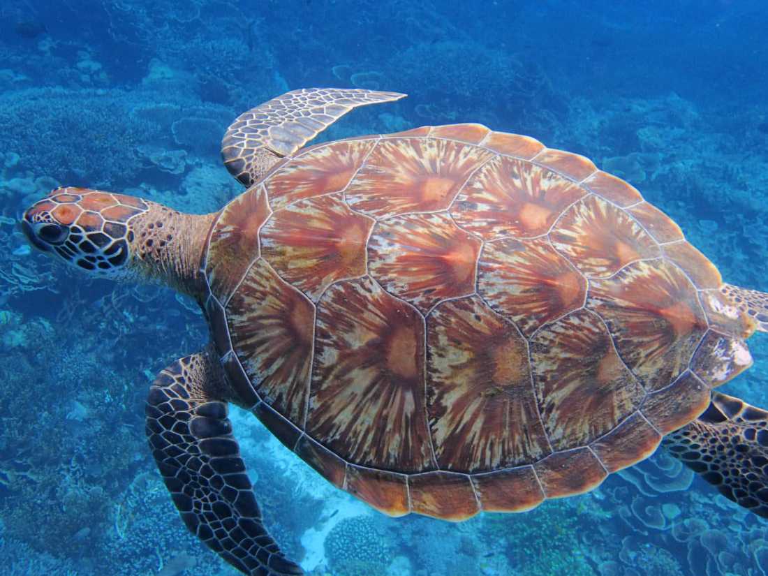 Hawksbill Sea Turtle, Raja Ampat