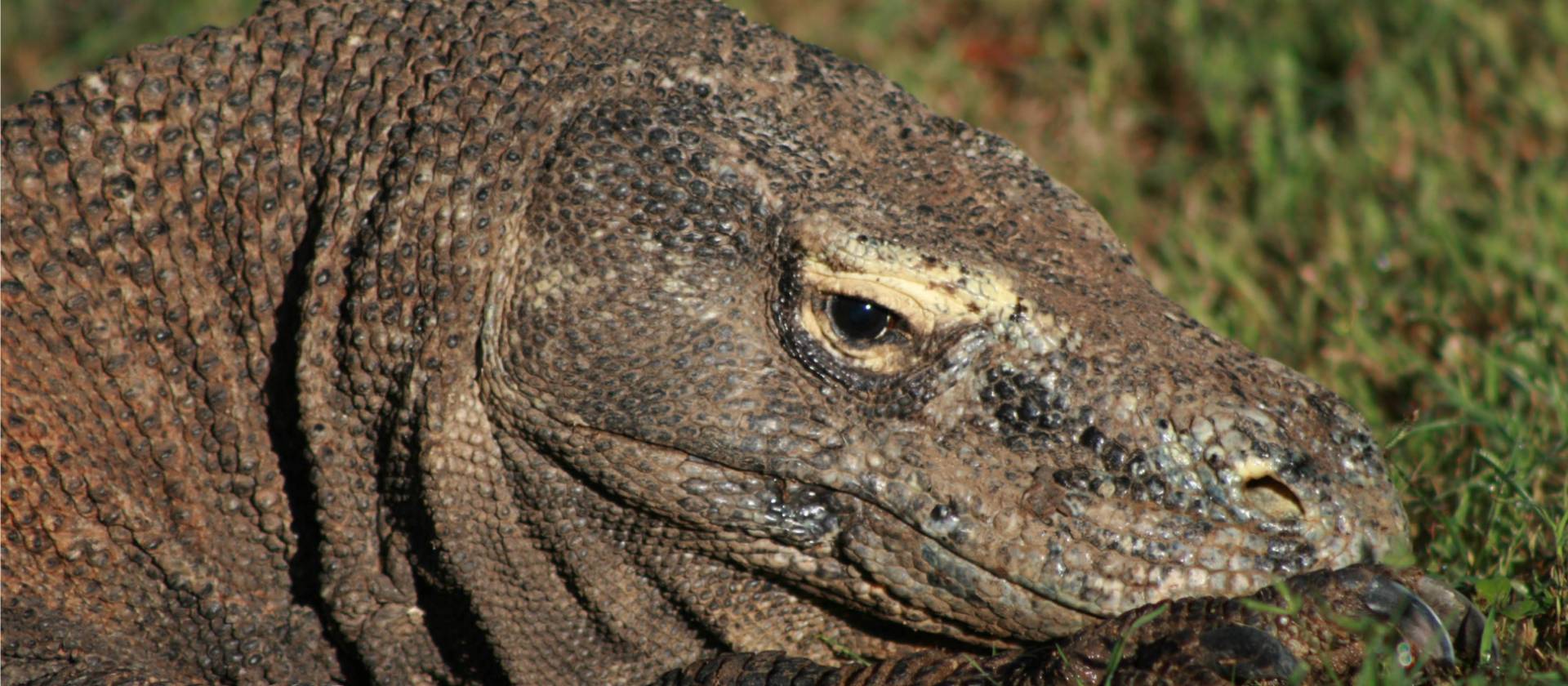 The mythical Komodo Dragon