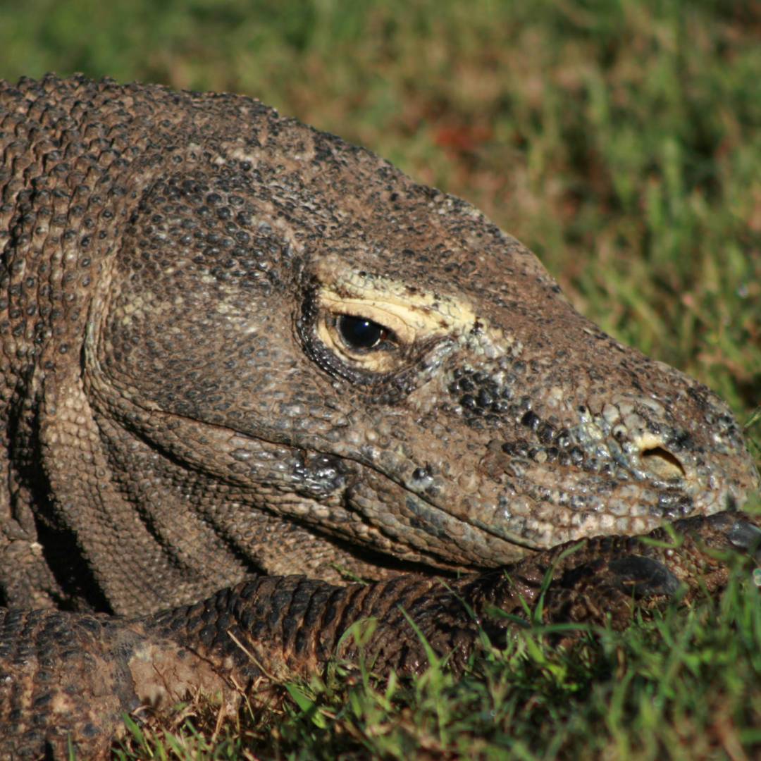 The mythical Komodo Dragon