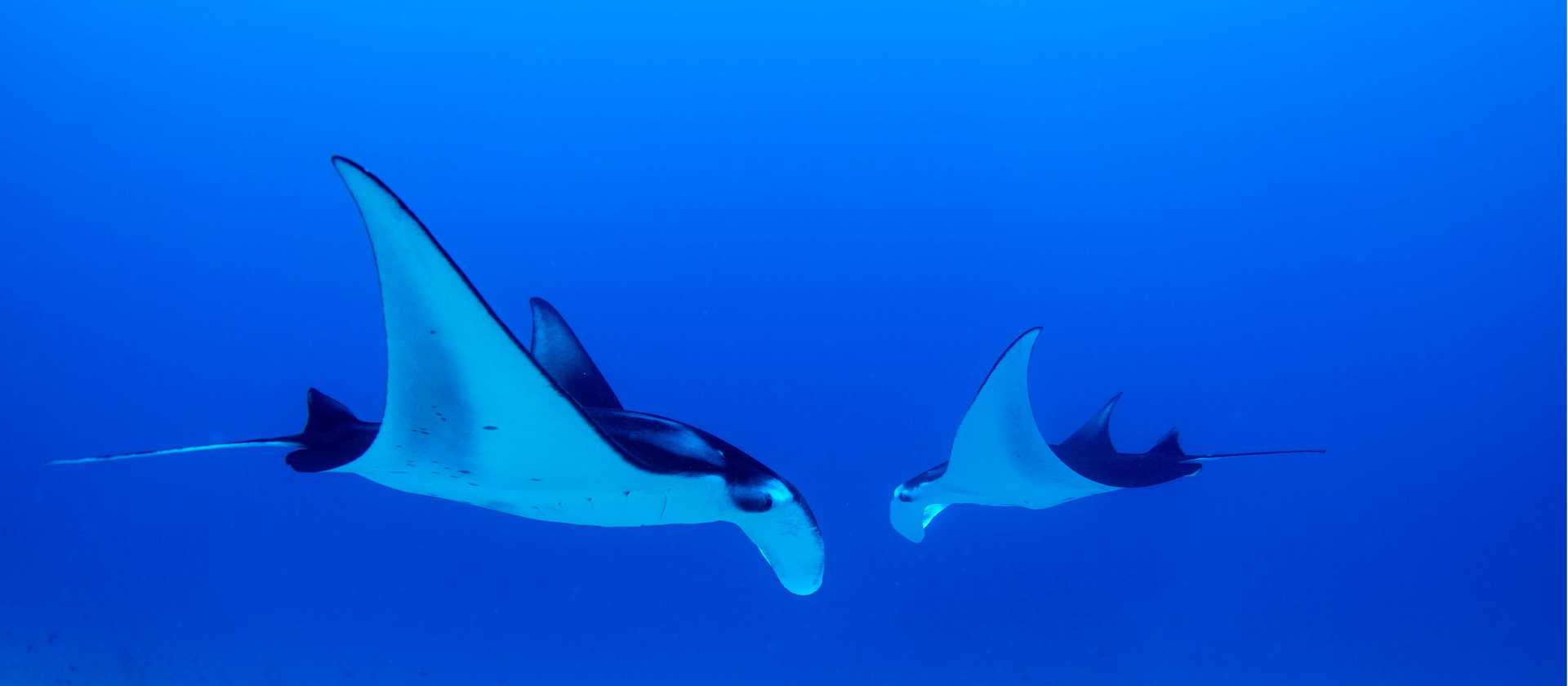 Snorkel with Manta Rays in Raja Ampat