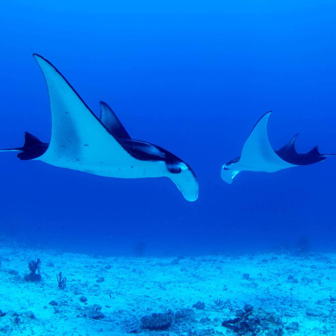 Snorkel with Manta Rays in Raja Ampat