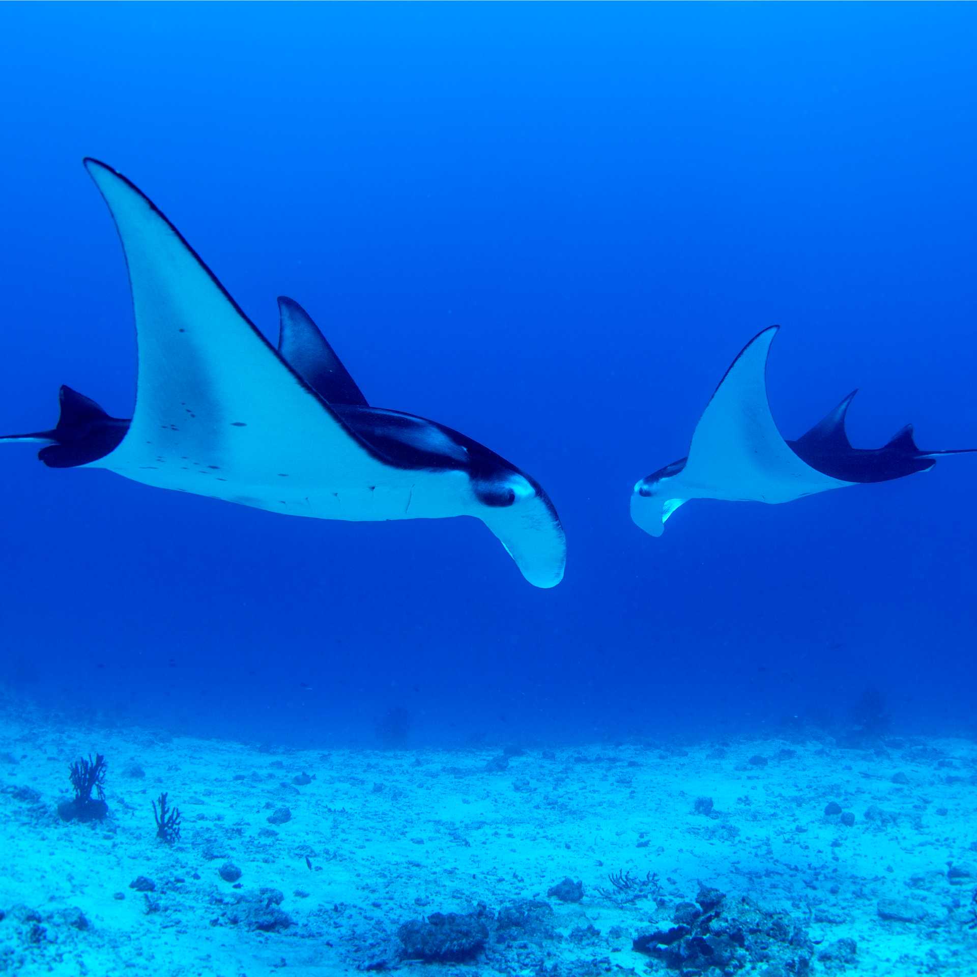 Snorkel with Manta Rays in Raja Ampat