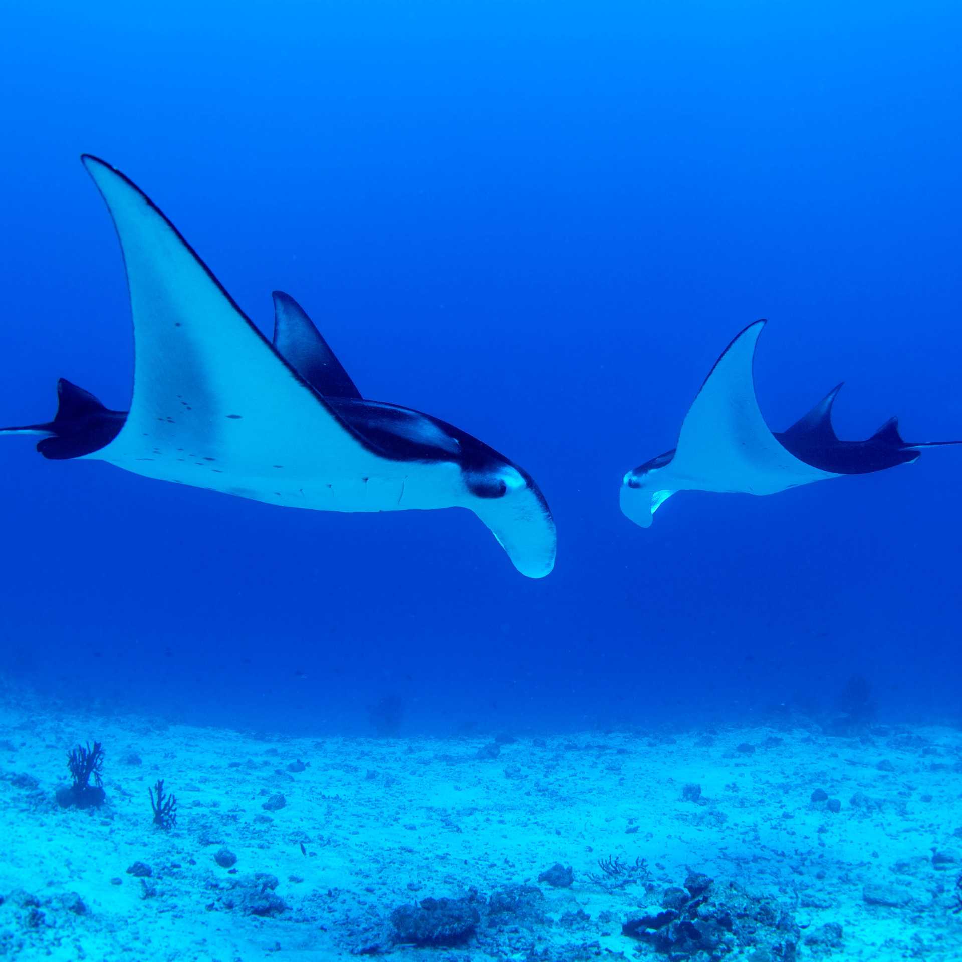 Snorkel with Manta Rays in Raja Ampat
