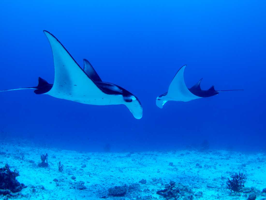 Snorkel with Manta Rays in Raja Ampat
