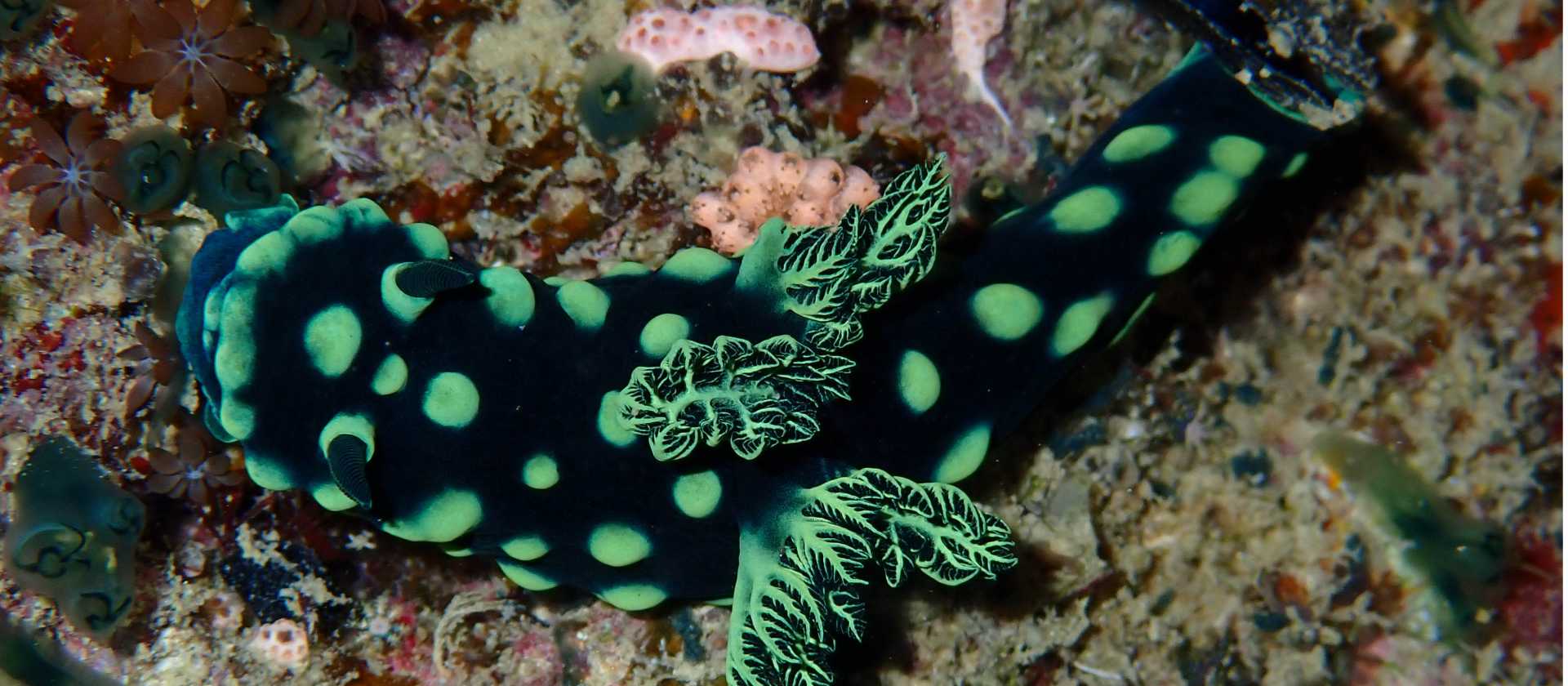 The incredible colours of a sea slug