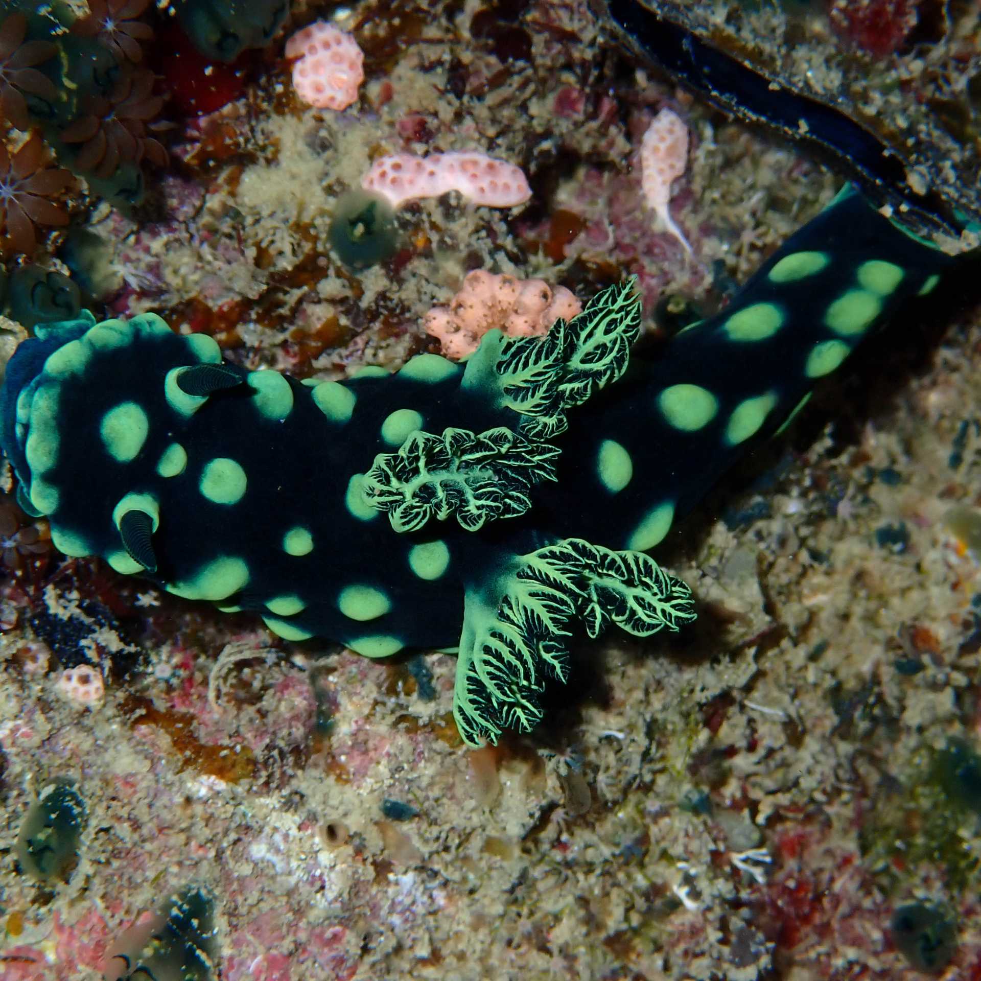 The incredible colours of a sea slug