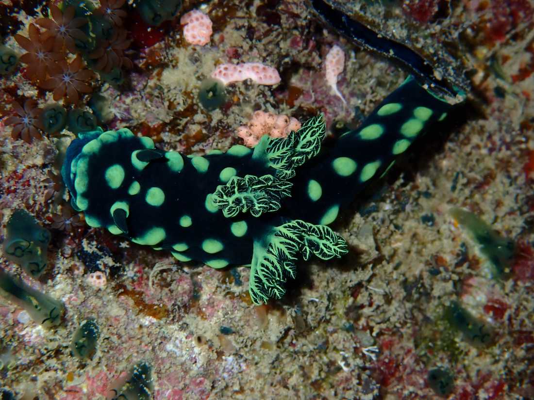 The incredible colours of a sea slug