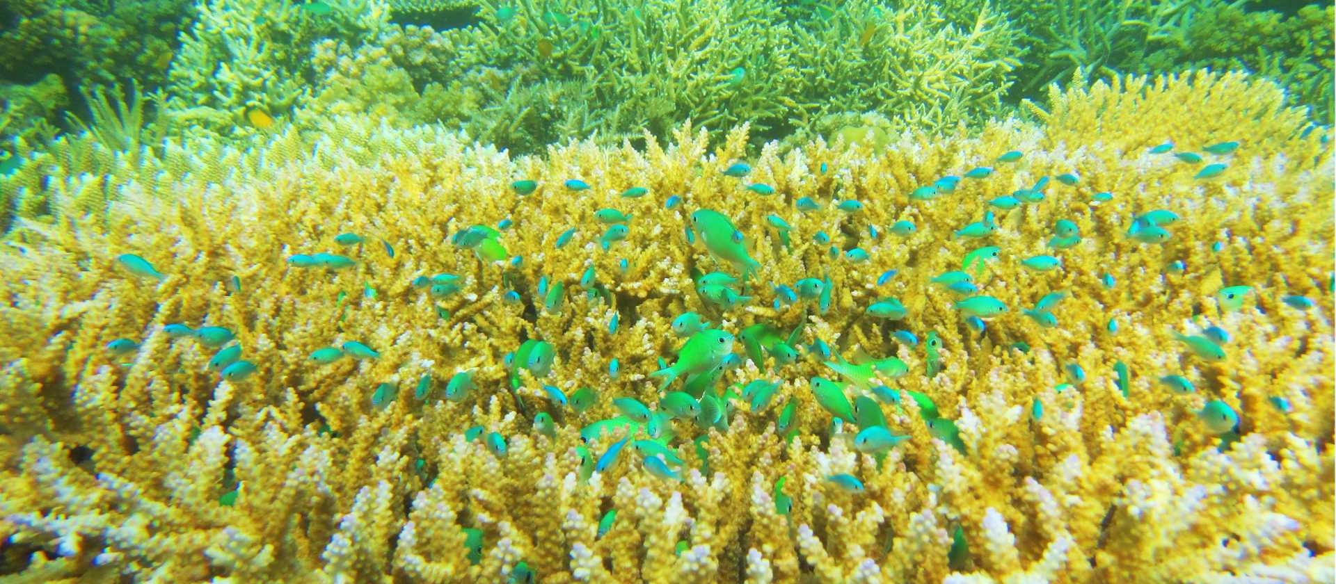 The amazing colours of the reef