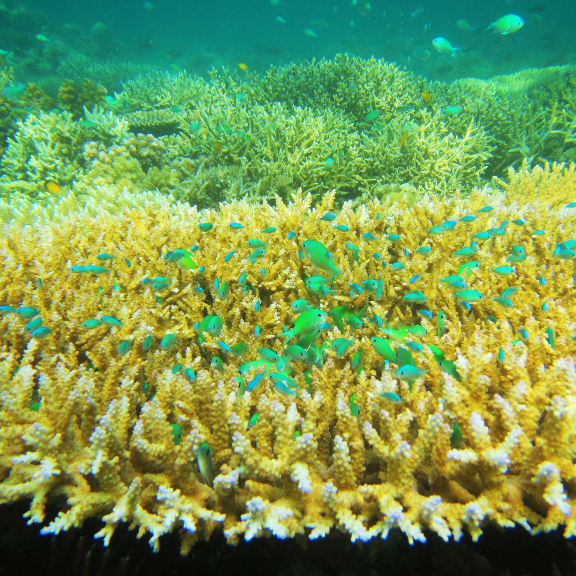 The amazing colours of the reef
