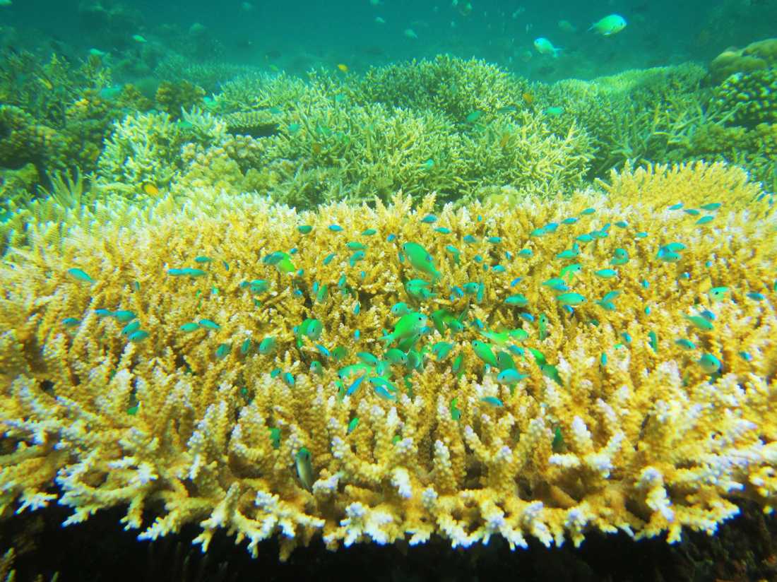 The amazing colours of the reef
