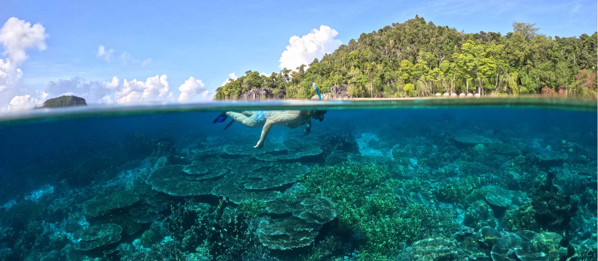 Snorkelling the pristine coral gardens of Raja Ampat