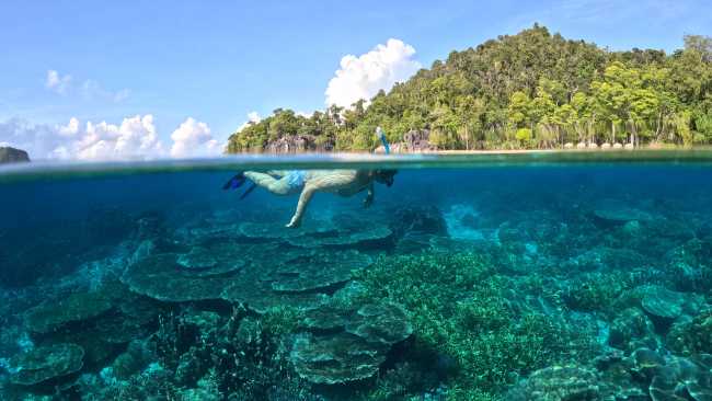 Snorkelling the pristine coral gardens of Raja Ampat